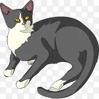 小猫 美国线毛 曼克斯猫