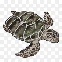 海龟 红海龟 乌龟