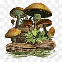 木材 树木 蘑菇