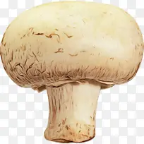 普通蘑菇 杏鲍菇 蘑菇
