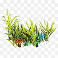 海藻 水生植物 植物