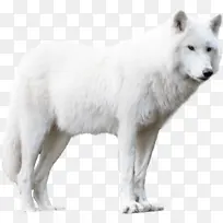 北极狼 格陵兰狗 红狐
