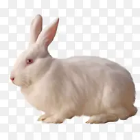 兔肉 兔子 野兔