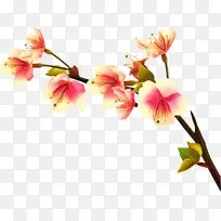印加百合 百合 花朵