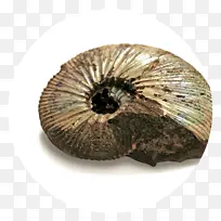 菊石 化石 贝壳