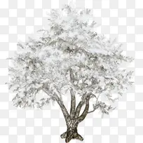 树 树枝 图画