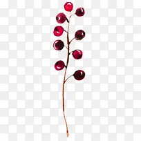 红色 花瓣 植物