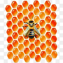 蜜蜂 蜂巢 六角形