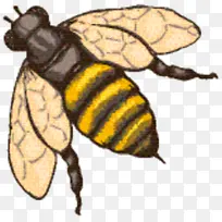 蜜蜂 大黄蜂 象鼻虫