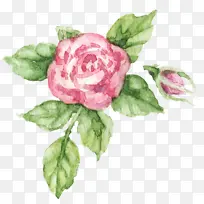 花园玫瑰 卷心菜玫瑰 牡丹