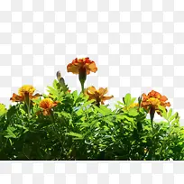 万寿菊 开花 花