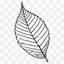 玫瑰 素描 树叶