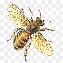 蜜蜂 昆虫 西部蜜蜂
