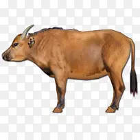 非洲水牛 非洲森林水牛 中国生肖