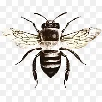 蜜蜂 电脑图标 苍蝇
