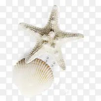 海星 海螺 贝壳