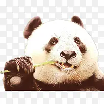 卡通 大熊猫 鼻子