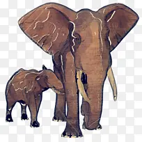 印度大象 非洲大象 牛