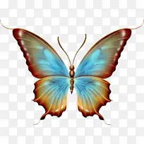 蝴蝶 昆虫 平面设计