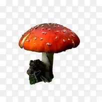 蘑菇 食用菌 木耳