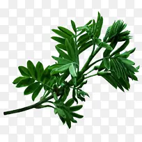 相思树 树叶 树木