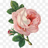 玫瑰 花朵 粉色