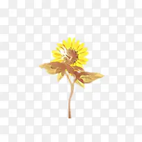 向日葵 花卉 植物