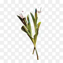 郁金香 花 植物群