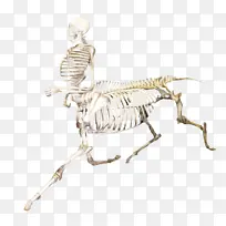 哺乳动物 骨架 关节