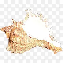 卡通 海螺 贝壳