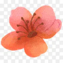 水果 粉色 花瓣