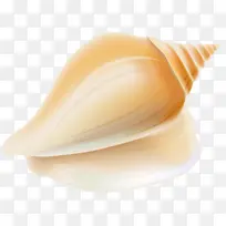 海贝 海贝共振 软体动物壳