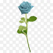 花园玫瑰 蓝色 蓝色玫瑰