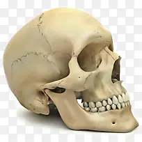 头骨 人类骨骼 骨骼