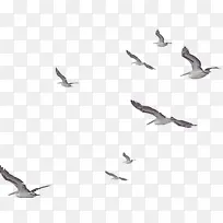 鸟类 海鸥 凤凰鸟