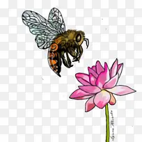 蜜蜂 绘画 花粉
