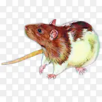绘画 花式老鼠 老鼠