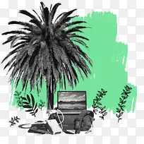亚洲棕榈 棕榈树 绿色