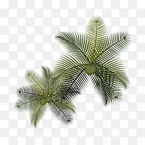 棕榈树 植物茎 叶