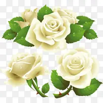 玫瑰 画框 白玫瑰