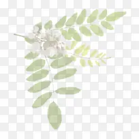 刺槐 相思树 树