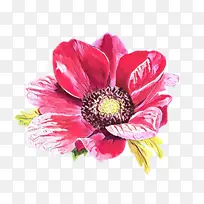 卡通 特兰斯瓦尔雏菊 花卉设计