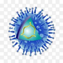 病毒 流感 甲型肝炎