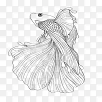 暹罗斗鱼 暹罗猫 绘画