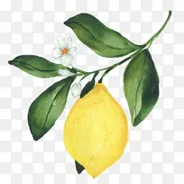 柠檬 香橼 甜柠檬