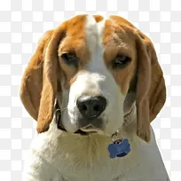 树行者猎浣熊犬 英国猎狐犬 美国猎狐犬