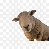 绵羊 绵羊养殖 农业