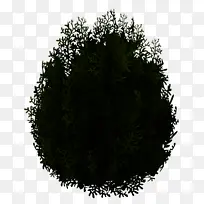 秃顶柏树 树木 树叶