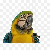 金刚鹦鹉鹦鹉喙羽毛宠物鸟鹦鹉鹦鹉鹦鹉鹦鹉佩里科野生动物
