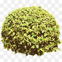 卡通 草本 植物